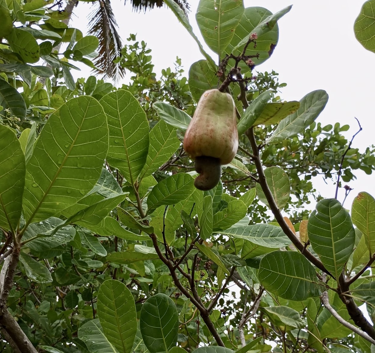 A ripening cashew fruit — cashew apple and nut — hanging from a branch among rain-spotted leaves