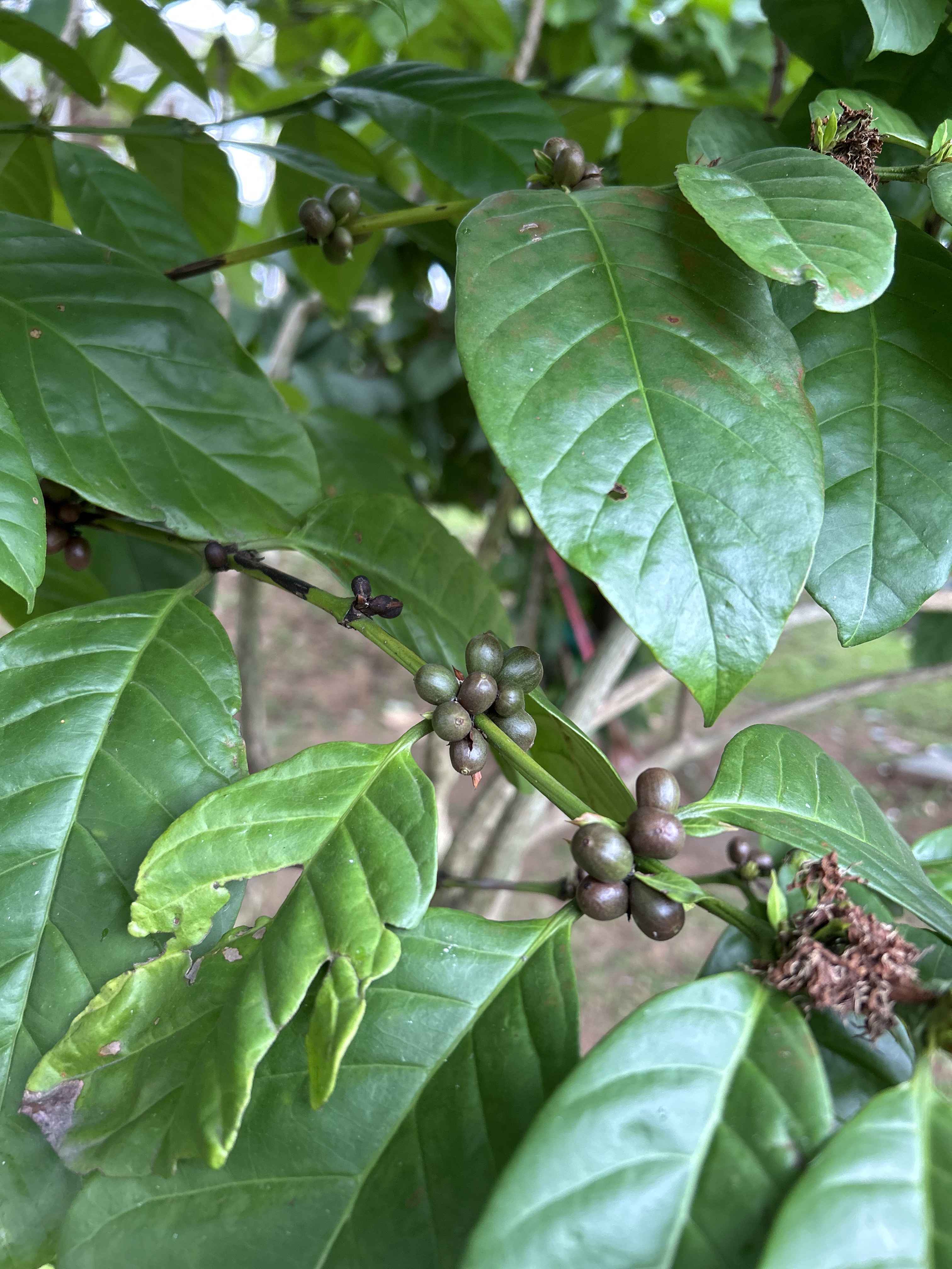 A coffee farm with rows of coffee plants under shade trees