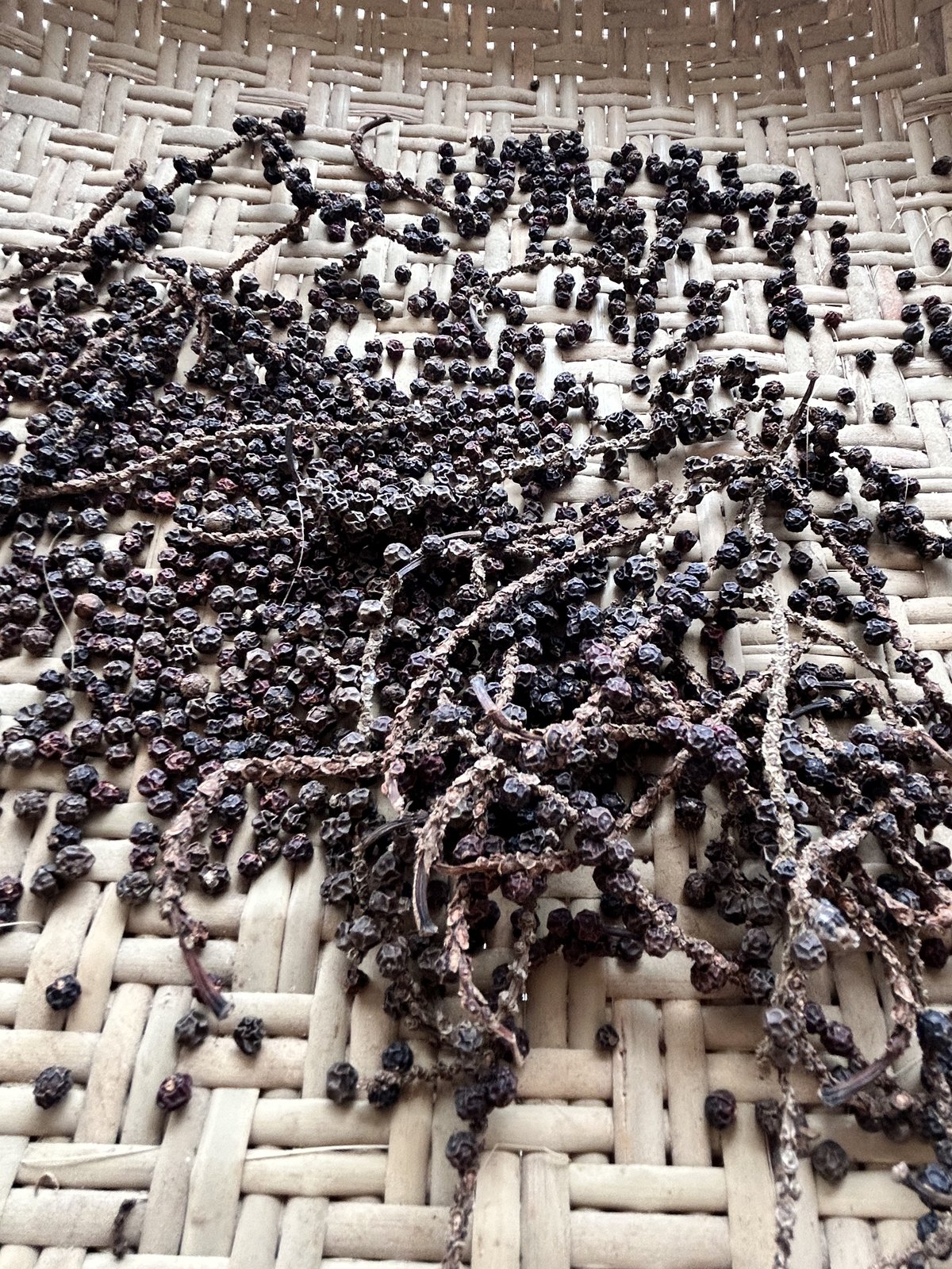 Dark black peppercorns on their dried stems, sun-drying on a woven reed mat