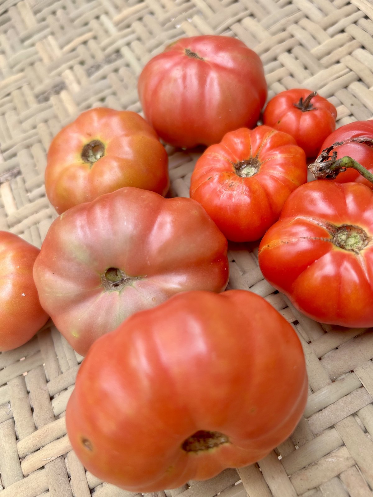 Ribbed red and orange heirloom tomatoes resting on a woven basket
