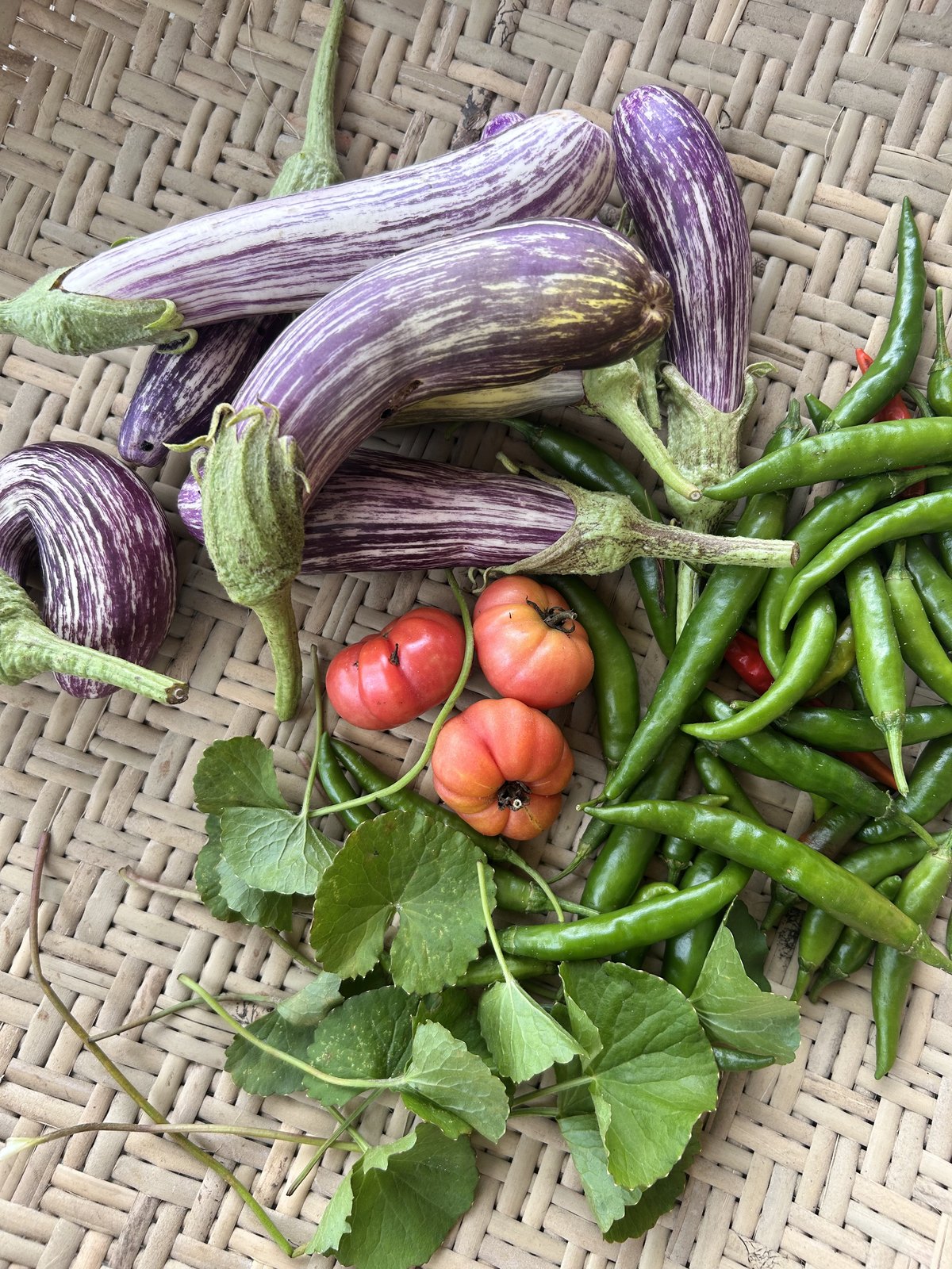 Striped purple eggplants, green chilies, red tomatoes and gotu kola leaves laid out on a woven mat