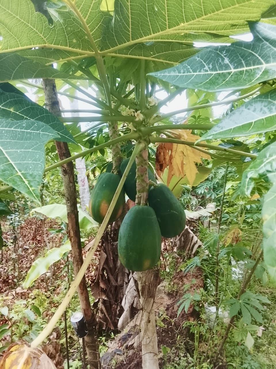 A young papaya tree bearing unripe and ripening fruit beneath a canopy of large leaves